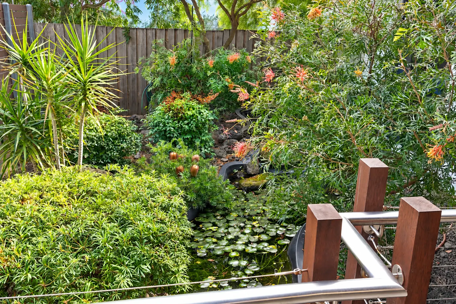 The courtyard garden at Park Road Dental, with native plants and a small pond