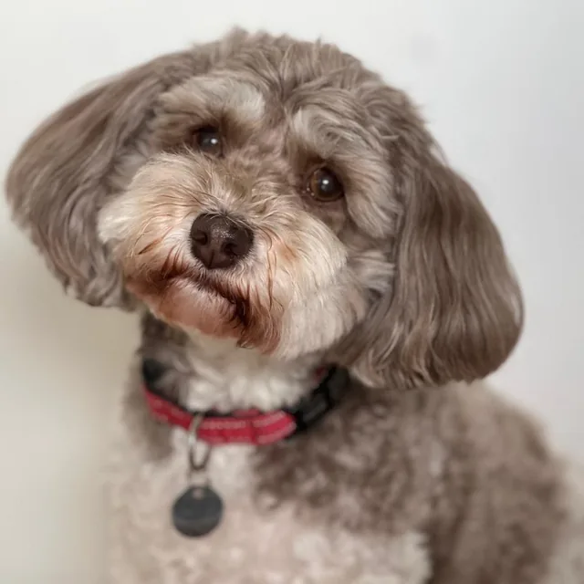 Toffee, the certified therapy dog at Park Road Dental