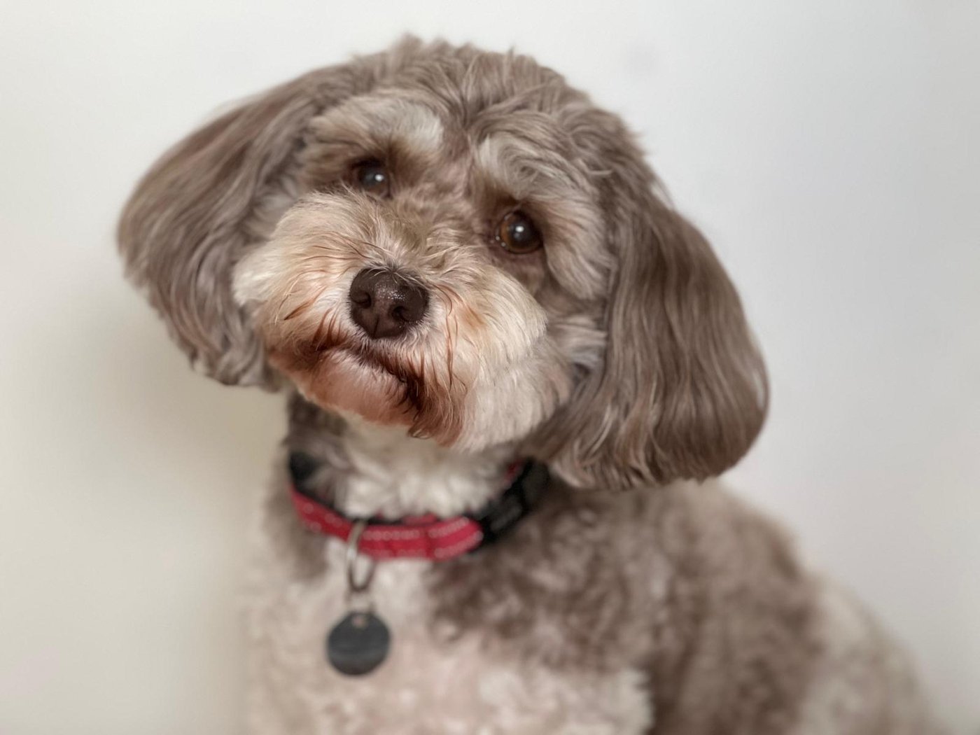Toffee, Park Road Dental's therapy dog — a small fluffy grey dog with a red collar, tilting her head at the camera